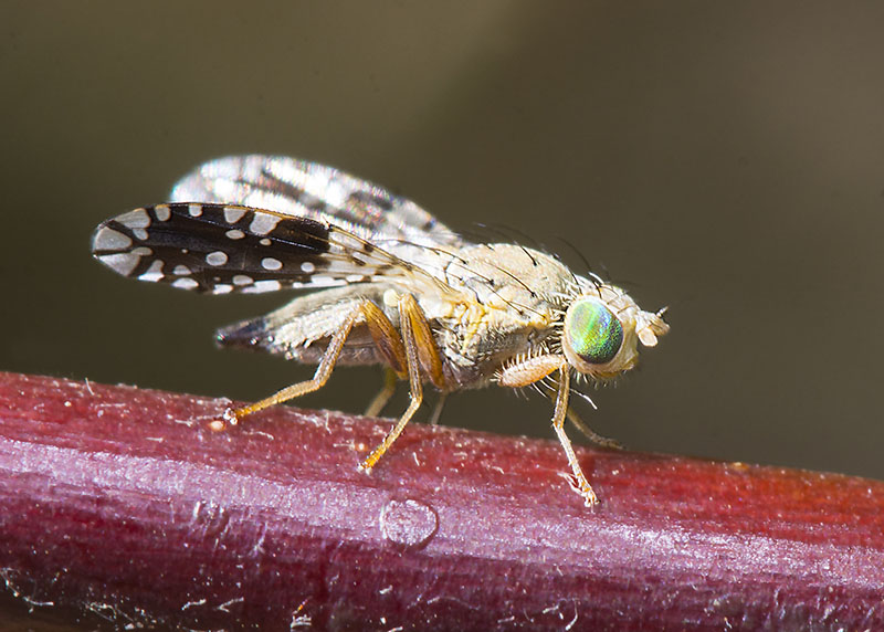 Tephritidae da id